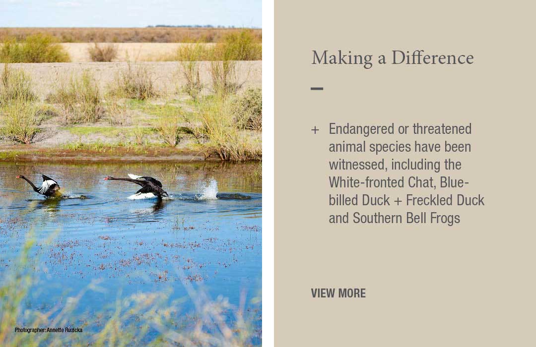 Making a Difference
Endangered or threatened animal species have been witnessed, including the White-fronted Chat, Blue-billed Duck + Freckled Duck and Southern Bell Frogs 